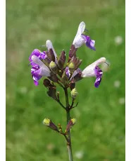 Salvia candelabrum