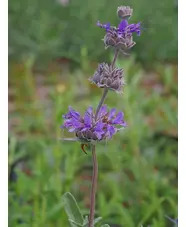 Salvia 'Aromas'