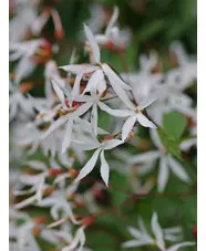 Gillenia trifoliata