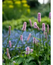 Bistorta officinalis 'Superba'