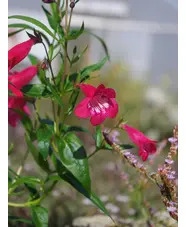 Penstemon 'Drinkstone Red'