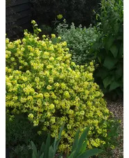 Coronilla valentina subsp. glauca 'Citrina'