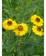 Helenium 'Riverton Beauty'