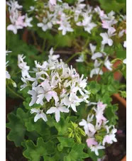 Pelargonium 'Arctic Star'