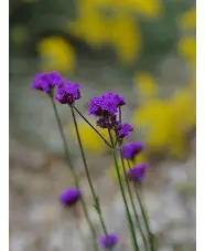 Verbena bonariensis 'Little One'