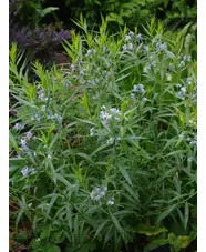 Amsonia illustris