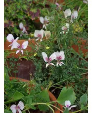 Pelargonium longicaule
