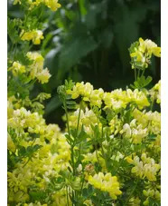 Coronilla valentina subsp. glauca 'Citrina'
