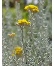 Helichrysum microphyllum