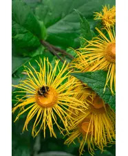 Beth Chatto Greetings Card