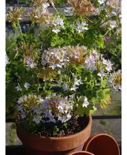 Pelargonium 'Arctic Star'