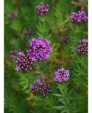 Phuopsis stylosa