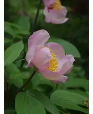 Paeonia 'Avant Garde'