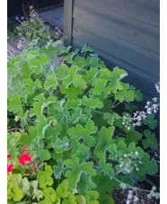 Pelargonium tomentosum