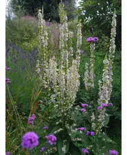Verbascum chaixii