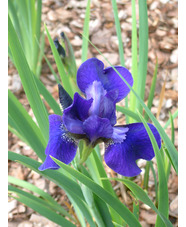 Iris 'Blue Burgee' (Sib) 