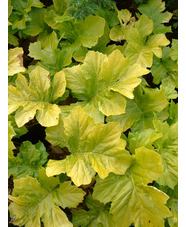 Acanthus mollis 'Hollard's Gold'