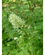 Actaea rubra