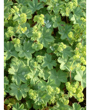 Alchemilla erythropoda