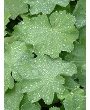 Alchemilla mollis