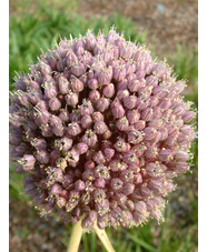 Allium ampeloprasum