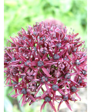 Allium atropurpureum