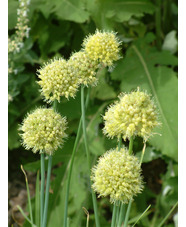 Allium obliquum