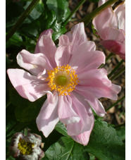 Anemone x hybrida 'Königin Charlotte'