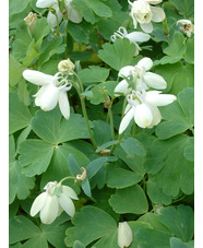 Aquilegia flabellata var. pumila f. alba