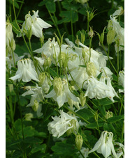 Aquilegia vulgaris 'Nivea'