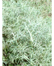 Artemisia alba 'Canescens'