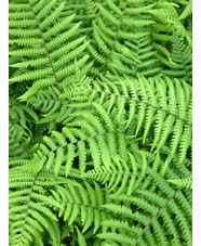 Dryopteris goldieana