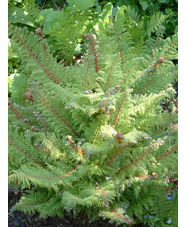 Polystichum setiferum Acutilobum Group