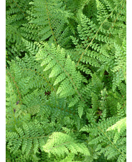 Polystichum setiferum (Divisilobum Group) 'Herrenhausen'