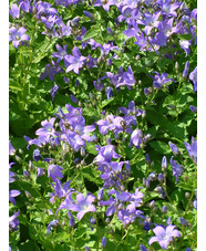 Campanula lactiflora 'Prichard's Variety'