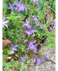 Campanula poscharskyana 'Stella'