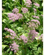 Chaerophyllum hirsutum 'Roseum'