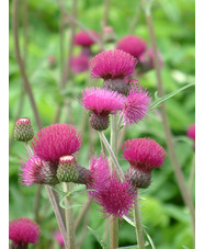 Cirsium rivulare 'Atropurpureum'