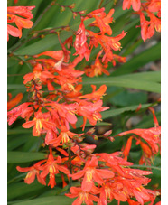 Crocosmia x crocosmiiflora 'Carmine Brilliant'