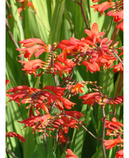 Crocosmia 'Emberglow'