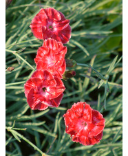 Dianthus 'Brympton Red'