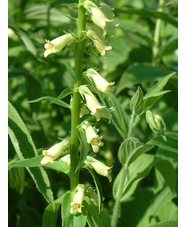 Digitalis lutea