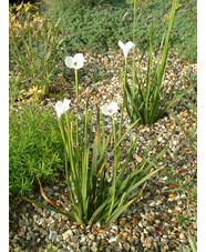 Diplarrena moraea