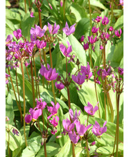 Dodecatheon meadia