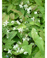 Epimedium x youngianum 'Niveum'