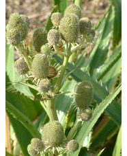 Eryngium agavifolium