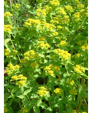 Euphorbia corallioides