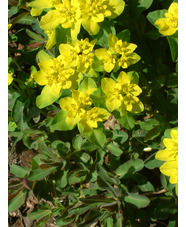 Euphorbia epithymoides 'Candy'