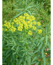 Euphorbia sarawschanica