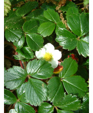 Fragaria chiloensis 'Chaval'